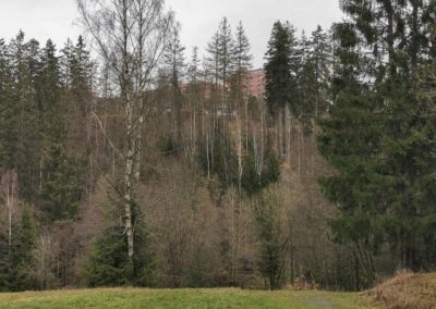 FeWo-Harz-Altenau_Baeume-Glockenberg