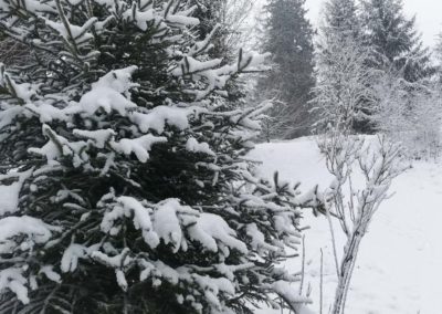 FeWo-Harz-Altenau-Winter-Schnee_0004